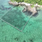 【10社連携】東京海上アセット、出光、三井商船などブルーカーボンへの検討会を開始