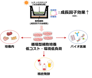 光合成微生物でサステナブルな未来を！早稲田大学の新発見が切り拓く光合成微生物を活用した細胞培養システム