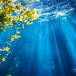 微細藻類とは？産業利用可能性とその未来を詳しく紹介