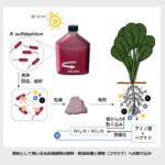 環境に優しい未来へ、光合成細菌を利用した持続可能な窒素肥料の開発