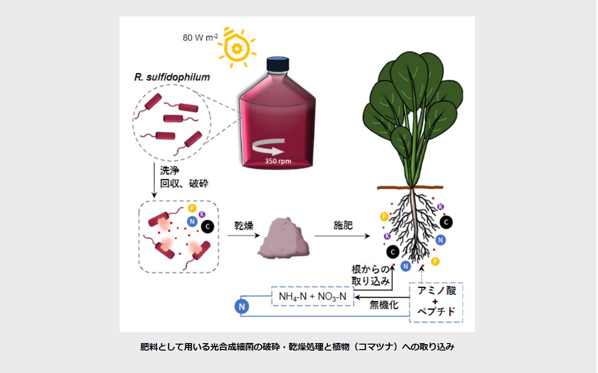 環境に優しい未来へ、光合成細菌を利用した持続可能な窒素肥料の開発