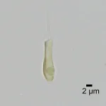 【サイエンス10大ニュース】微細藻類研究：窒素固定の発見が科学の新たな扉を開く