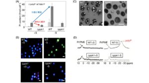東京薬科大、シアノバクテリアの環境ストレスへの新規順応応答の発見。限りあるリン資源を有効活用に示唆