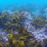 【注目】横須賀市の藻場CO2クレジット、4社が購入！ブルーカーボンが切り拓く新しい地球のかたち