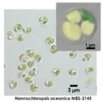 微細藻類の油脂生産で脱炭素を加速！ファイトリピッド・テクノロジーズが2億2千万円を調達