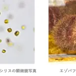 アルヌール、微細藻類を水産餌料に活用し、海の恵みで極上ウニを育てる！