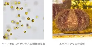 アルヌール、微細藻類を水産餌料に活用し、海の恵みで極上ウニを育てる！