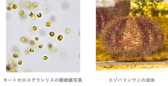 アルヌール、微細藻類を水産餌料に活用し、海の恵みで極上ウニを育てる!