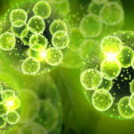 微細藻類ナンノクロロプシスでオイル生産性2倍！広島大学が発見した革新技術とは