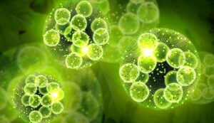 微細藻類ナンノクロロプシスでオイル生産性2倍！広島大学が発見した革新技術とは