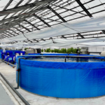 熊谷組の微細藻類×アクアポニックス｜地域と未来を繋ぐ持続可能な挑戦