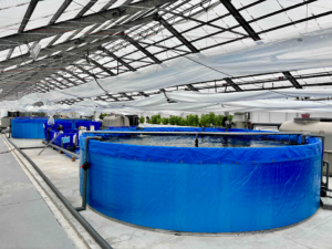 熊谷組の微細藻類×アクアポニックス｜地域と未来を繋ぐ持続可能な挑戦